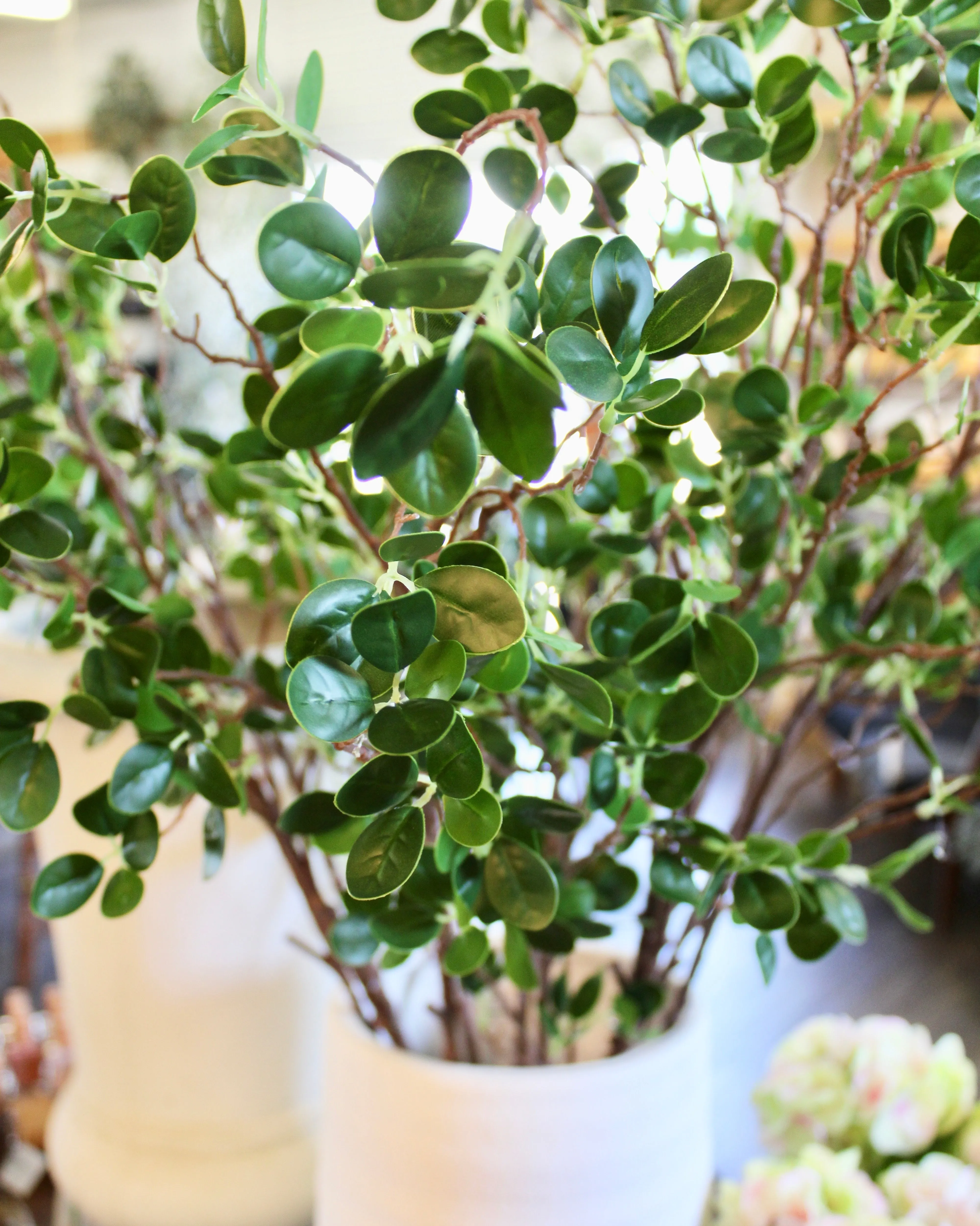 Mini Leaf Ficus Spray