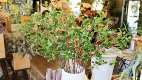 Mini Leaf Ficus Spray